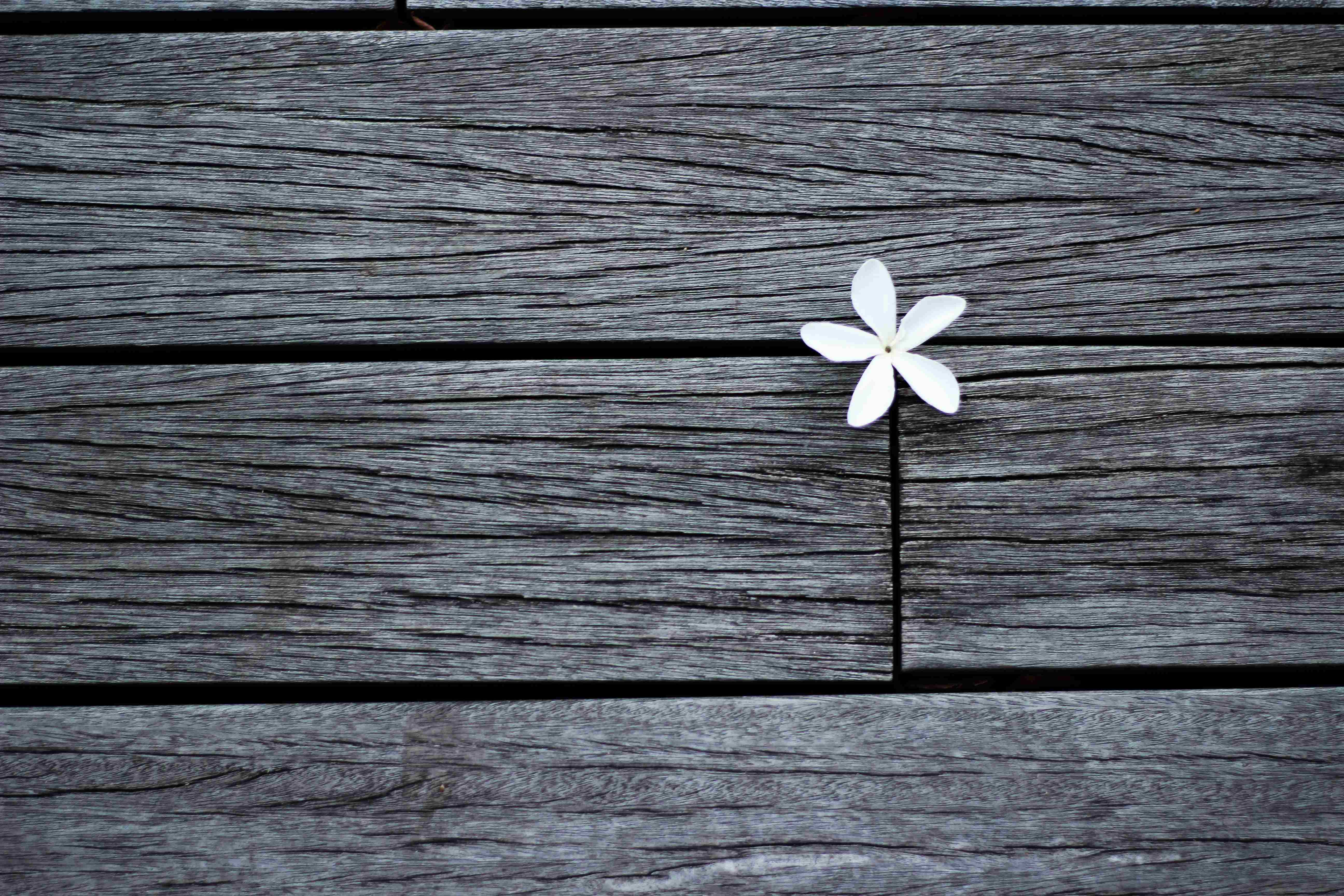 White-flower-wood-the-rule-of-thirds